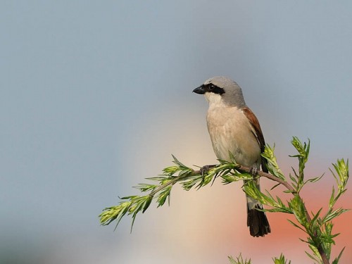 Gąsiorek (ang. Red-backed Shrike, łac. Lanius collurio)- Fotografia Przyrodnicza - WlodekSmardz.pl