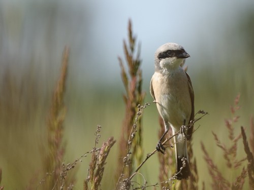 Gąsiorek (ang. Red-backed Shrike, łac. Lanius collurio)- Fotografia Przyrodnicza - WlodekSmardz.pl