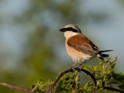 Gąsiorek (ang. Red-backed Shrike, łac. Lanius collurio) - 1895- Fotografia Przyrodnicza - WlodekSmardz.pl