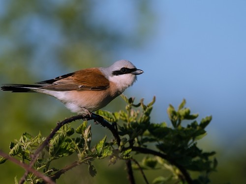 Gąsiorek (ang. Red-backed Shrike, łac. Lanius collurio) - 1898- Fotografia Przyrodnicza - WlodekSmardz.pl