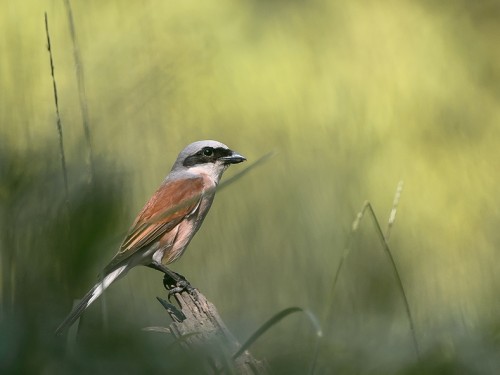 Gąsiorek (ang. Red-backed Shrike, łac. Lanius collurio) - 3848- Fotografia Przyrodnicza - WlodekSmardz.pl