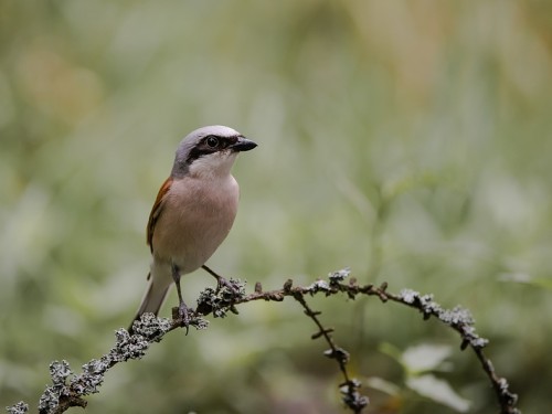 Gąsiorek (ang. Red-backed Shrike, łac. Lanius collurio) - 6599- Fotografia Przyrodnicza - WlodekSmardz.pl