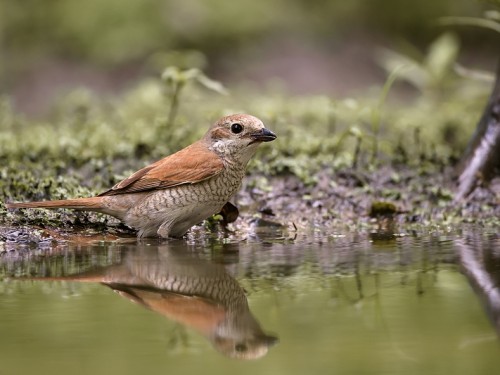 Gąsiorek (ang. Red-backed Shrike, łac. Lanius collurio) - 6758- Fotografia Przyrodnicza - WlodekSmardz.pl