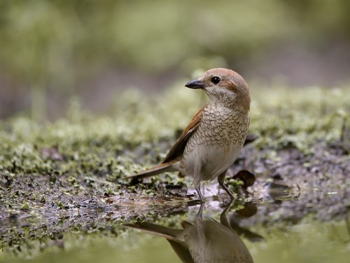 Gąsiorek (ang. Red-backed Shrike, łac. Lanius collurio) - 6770- Fotografia Przyrodnicza - WlodekSmardz.pl