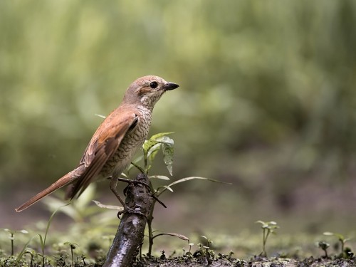 Gąsiorek (ang. Red-backed Shrike, łac. Lanius collurio) - 6771- Fotografia Przyrodnicza - WlodekSmardz.pl