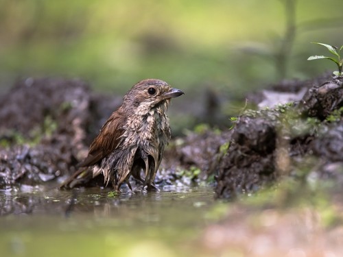 Gąsiorek (ang. Red-backed Shrike, łac. Lanius collurio) - 6892- Fotografia Przyrodnicza - WlodekSmardz.pl