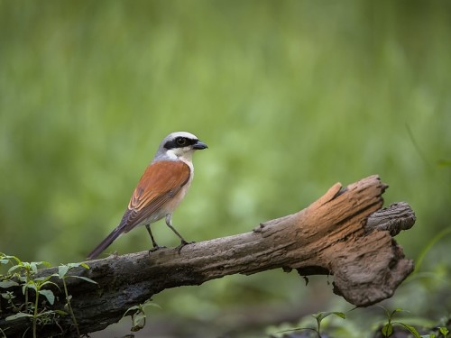 Gąsiorek (ang. Red-backed Shrike, łac. Lanius collurio) - 3789- Fotografia Przyrodnicza - WlodekSmardz.pl