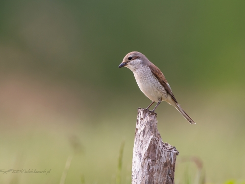 Gąsiorek (ang. Red-backed Shrike, łac. Lanius collurio) - 9223- Fotografia Przyrodnicza - WlodekSmardz.pl