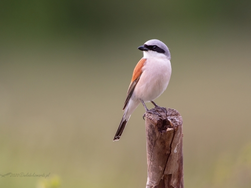 Gąsiorek (ang. Red-backed Shrike, łac. Lanius collurio) - 9312- Fotografia Przyrodnicza - WlodekSmardz.pl