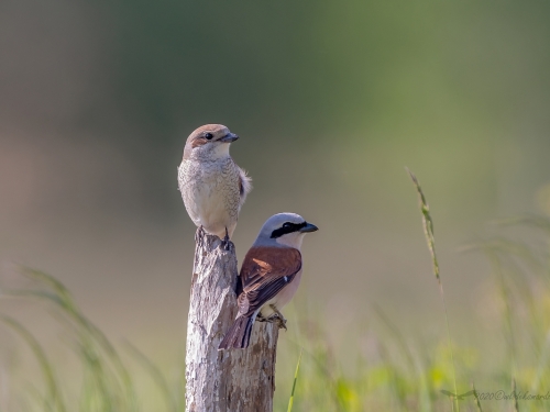 Gąsiorek (ang. Red-backed Shrike, łac. Lanius collurio) - 9421- Fotografia Przyrodnicza - WlodekSmardz.pl