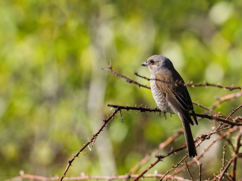 Gąsiorek (ang. Red-backed Shrike, łac. Lanius collurio) - 8489- Fotografia Przyrodnicza - WlodekSmardz.pl