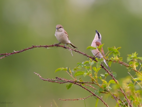 Gąsiorek (ang. Red-backed Shrike, łac. Lanius collurio) - 0043- Fotografia Przyrodnicza - WlodekSmardz.pl
