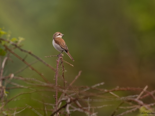 Gąsiorek (ang. Red-backed Shrike, łac. Lanius collurio) - 9908- Fotografia Przyrodnicza - WlodekSmardz.pl