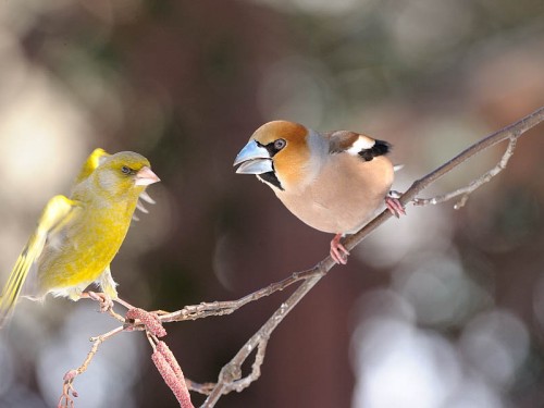 Grubodziób (ang. Hawfinch, łac. Coccothraustes coccothraustes)- Fotografia Przyrodnicza - WlodekSmardz.pl