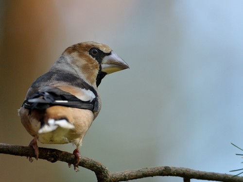 Grubodziób (ang. Hawfinch, łac. Coccothraustes coccothraustes) - 0301- Fotografia Przyrodnicza - WlodekSmardz.pl