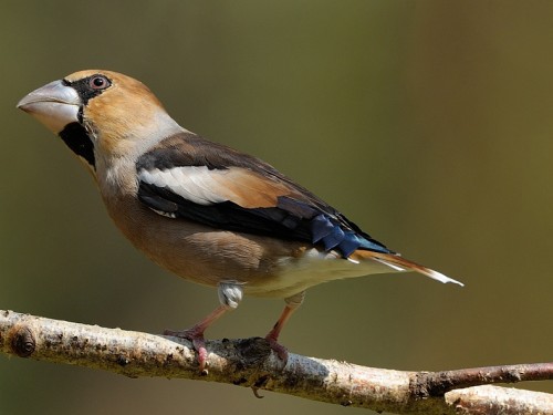 Grubodziób (ang. Hawfinch, łac. Coccothraustes coccothraustes) - 0153- Fotografia Przyrodnicza - WlodekSmardz.pl