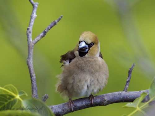 Grubodziób (ang. Hawfinch, łac. Coccothraustes coccothraustes) - 4273- Fotografia Przyrodnicza - WlodekSmardz.pl