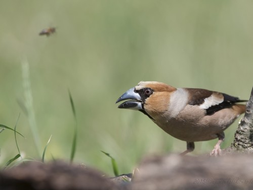 Grubodziób (ang. Hawfinch, łac. Coccothraustes coccothraustes) - 4320- Fotografia Przyrodnicza - WlodekSmardz.pl