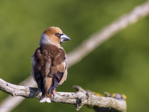 Grubodziób (ang. Hawfinch, łac. Coccothraustes coccothraustes) - 4125- Fotografia Przyrodnicza - WlodekSmardz.pl