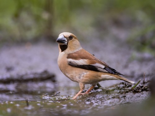 Grubodziób (ang. Hawfinch, łac. Coccothraustes coccothraustes) - 6356- Fotografia Przyrodnicza - WlodekSmardz.pl