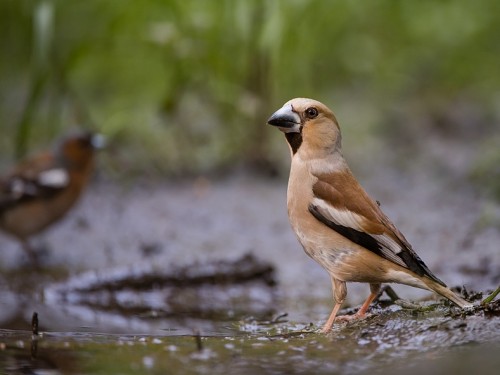 Grubodziób (ang. Hawfinch, łac. Coccothraustes coccothraustes) - 6349- Fotografia Przyrodnicza - WlodekSmardz.pl