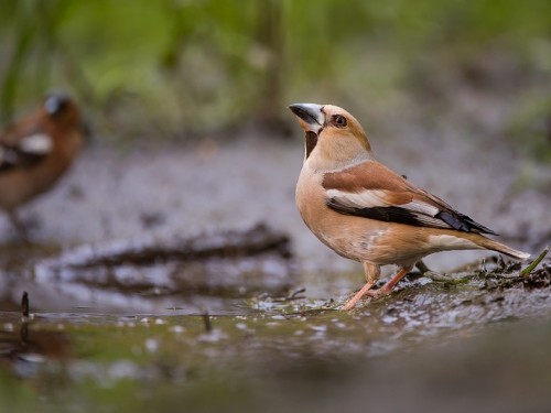 Grubodziób (ang. Hawfinch, łac. Coccothraustes coccothraustes) - 6335- Fotografia Przyrodnicza - WlodekSmardz.pl