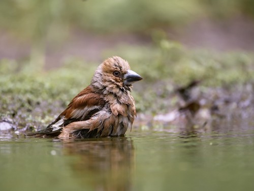 Grubodziób (ang. Hawfinch, łac. Coccothraustes coccothraustes) - 6575- Fotografia Przyrodnicza - WlodekSmardz.pl