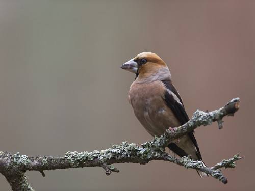 Grubodziób (ang. Hawfinch, łac. Coccothraustes coccothraustes) - 6226- Fotografia Przyrodnicza - WlodekSmardz.pl