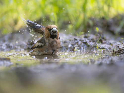 Grubodziób (ang. Hawfinch, łac. Coccothraustes coccothraustes) - 6081 - Fotografia Przyrodnicza - WlodekSmardz.pl