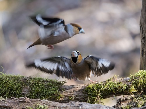 Grubodziób (ang. Hawfinch, łac. Coccothraustes coccothraustes) - 7391 - Fotografia Przyrodnicza - WlodekSmardz.pl