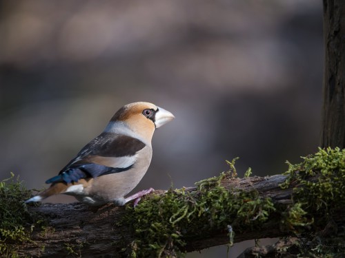 Grubodziób (ang. Hawfinch, łac. Coccothraustes coccothraustes) - 7339 - Fotografia Przyrodnicza - WlodekSmardz.pl