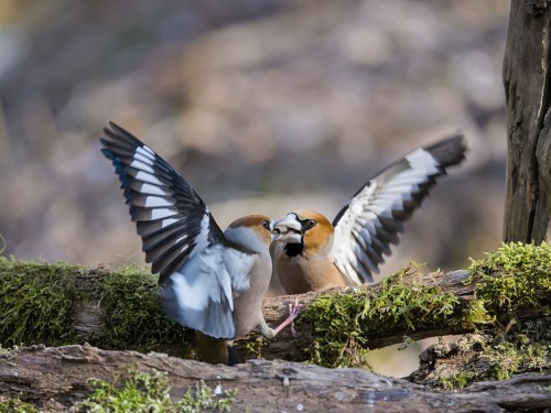 Grubodziób (ang. Hawfinch, łac. Coccothraustes coccothraustes) - 7388 - Fotografia Przyrodnicza - WlodekSmardz.pl