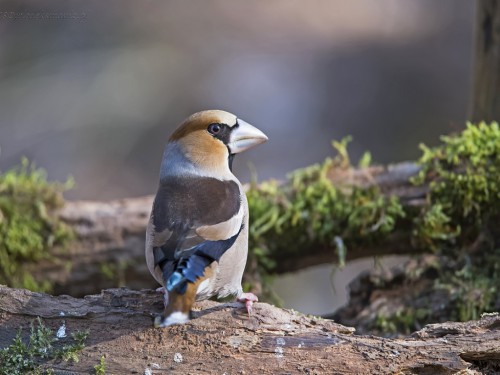 Grubodziób (ang. Hawfinch, łac. Coccothraustes coccothraustes) - 7321 - Fotografia Przyrodnicza - WlodekSmardz.pl