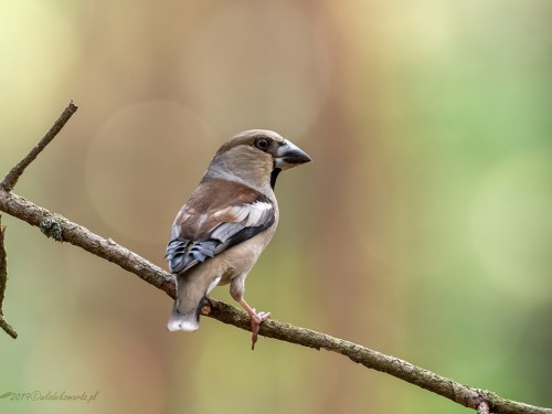 Grubodziób (ang. Hawfinch, łac. Coccothraustes coccothraustes) - 2577- Fotografia Przyrodnicza - WlodekSmardz.pl