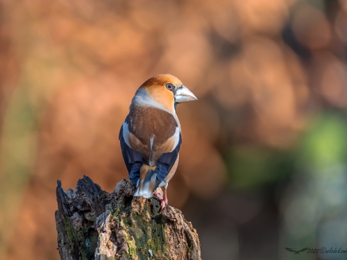 Grubodziób (ang. Hawfinch, łac. Coccothraustes coccothraustes) - 4765- Fotografia Przyrodnicza - WlodekSmardz.pl