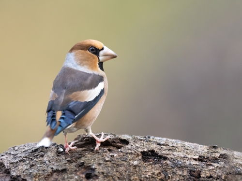 Grubodziób (ang. Hawfinch, łac. Coccothraustes coccothraustes) - 3409- Fotografia Przyrodnicza - WlodekSmardz.pl