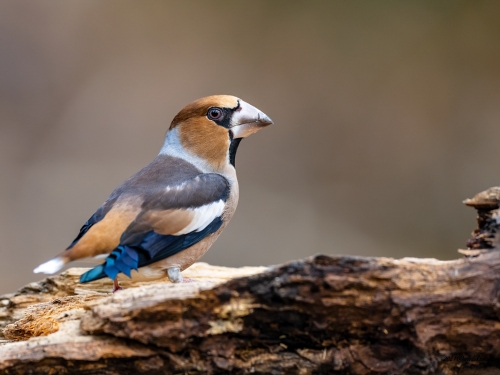 Grubodziób (ang. Hawfinch, łac. Coccothraustes coccothraustes) - 5211- Fotografia Przyrodnicza - WlodekSmardz.pl