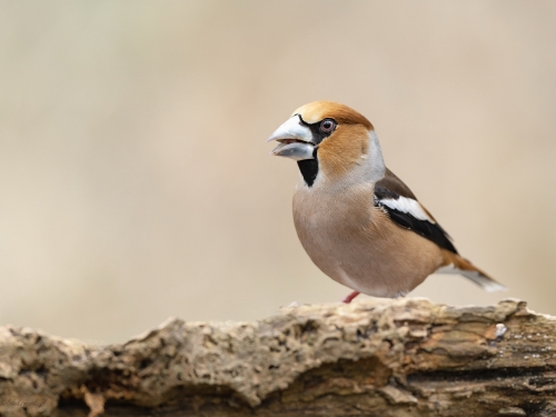 Grubodziób (ang. Hawfinch, łac. Coccothraustes coccothraustes) - 2873 - Fotografia Przyrodnicza - WlodekSmardz.pl