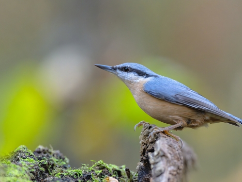 Kowalik (ang. Wood nuthatch, łac. Sitta europaea) - 9811 - Fotografia Przyrodnicza - WlodekSmardz.pl
