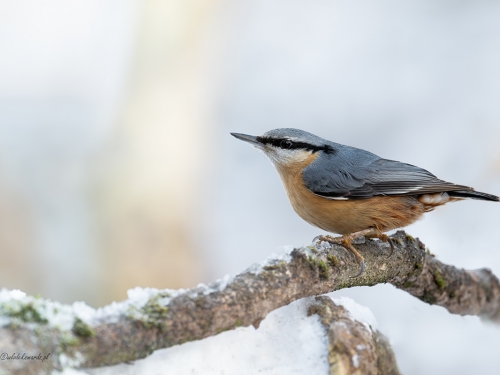 Kowalik- Fotografia Przyrodnicza - WlodekSmardz.pl