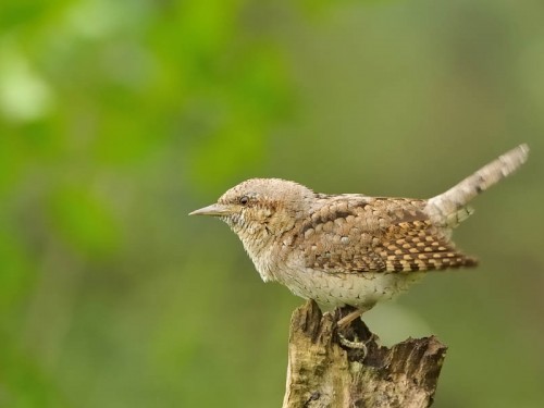 Krętogłów (ang. Eurasian Wryneck, łac. Jynx torquilla)- Fotografia Przyrodnicza - WlodekSmardz.pl