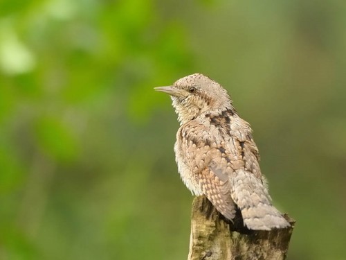 Krętogłów (ang. Eurasian Wryneck, łac. Jynx torquilla)- Fotografia Przyrodnicza - WlodekSmardz.pl