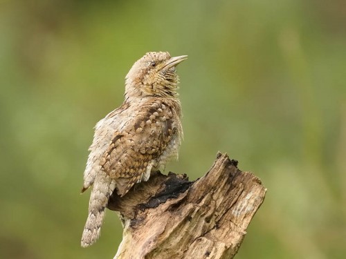 Krętogłów (ang. Eurasian Wryneck, łac. Jynx torquilla)- Fotografia Przyrodnicza - WlodekSmardz.pl