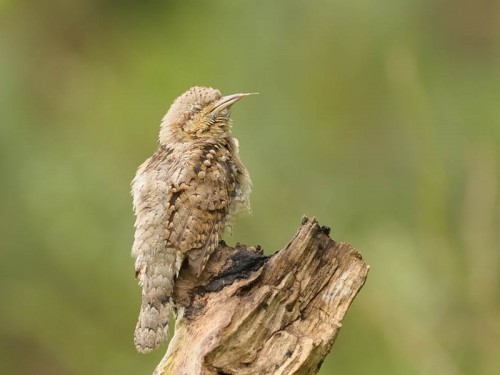 Krętogłów (ang. Eurasian Wryneck, łac. Jynx torquilla)- Fotografia Przyrodnicza - WlodekSmardz.pl