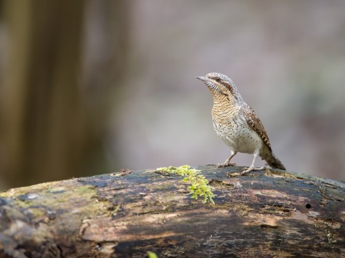 Krętogłów (ang. Eurasian Wryneck, łac. Jynx torquilla) - 0851- Fotografia Przyrodnicza - WlodekSmardz.pl