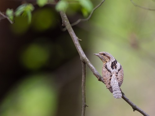 Krętogłów (ang. Eurasian Wryneck, łac. Jynx torquilla) - 0768- Fotografia Przyrodnicza - WlodekSmardz.pl