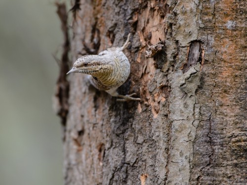 Krętogłów (ang. Eurasian Wryneck, łac. Jynx torquilla) - 0793- Fotografia Przyrodnicza - WlodekSmardz.pl