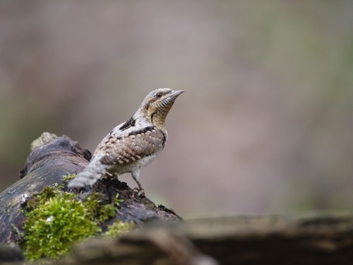 Krętogłów (ang. Eurasian Wryneck, łac. Jynx torquilla) - 0834- Fotografia Przyrodnicza - WlodekSmardz.pl