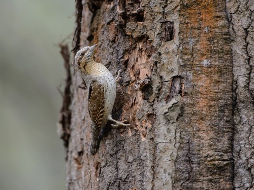 Krętogłów (ang. Eurasian Wryneck, łac. Jynx torquilla) - 0797- Fotografia Przyrodnicza - WlodekSmardz.pl