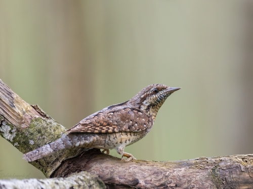 Krętogłów (ang. Eurasian Wryneck, łac. Jynx torquilla) - 9261- Fotografia Przyrodnicza - WlodekSmardz.pl